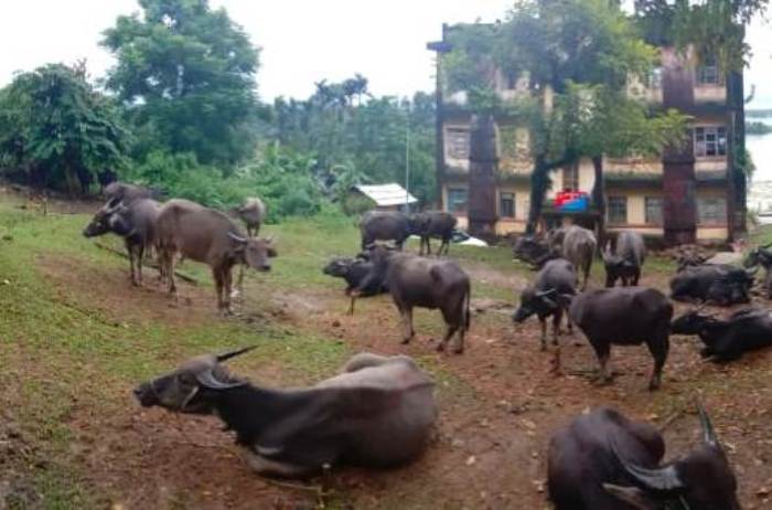 Bsf Seizes 118 Cattles Along Indo Bangladesh Border In Meghalaya